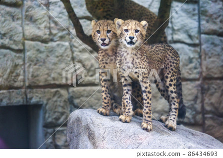 Cheetah children (Tama Animal Park) Cheetah children (Tama Animal Park) 86434693