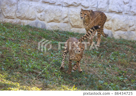 Cheetah children (Tama Animal Park) 86434725