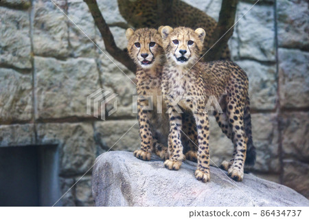 獵豹兒童(多摩動物園) 獵豹兒童(多摩動物園) 86434737