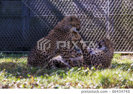 Cheetah children (Tama Animal Park) Cheetah children (Tama Animal Park) 86434748