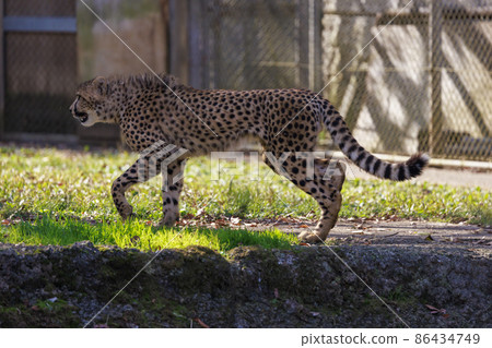 Cheetah children (Tama Animal Park) Cheetah children (Tama Animal Park) 86434749
