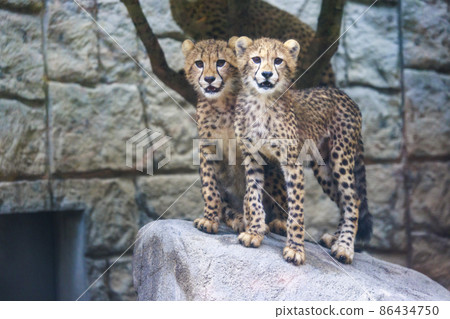 Cheetah children (Tama Animal Park) Cheetah children (Tama Animal Park) 86434750
