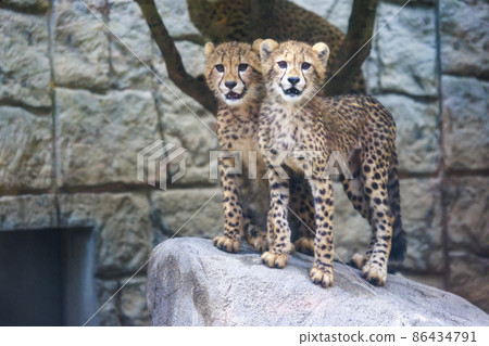 Cheetah children (Tama Animal Park) Cheetah children (Tama Animal Park) 86434791