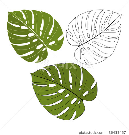 Monstera hand drawn outline drawing doodle, set... - Stock Illustration  [86435467] - PIXTA