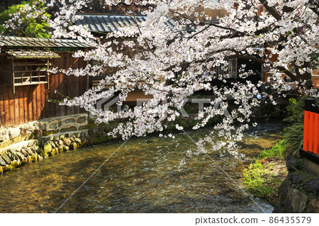 Cherry blossoms in full bloom at the riverside of Gion, Kyoto in spring Cherry blossoms in full bloom at the riverside of Gion, Kyoto in spring 86435579