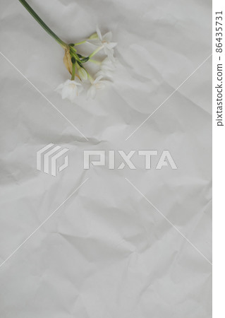 narcissus, daffodil spring flowers on a white background narcissus, daffodil spring flowers on a white background 86435731