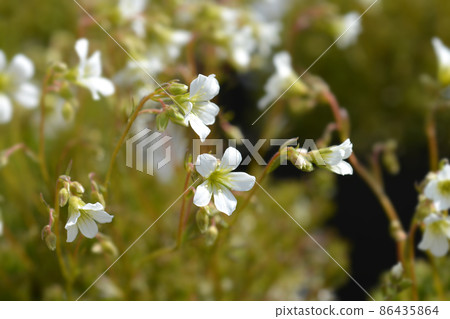 Saxifrage Findling Saxifrage Findling 86435864