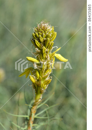 Kings spear 86435865