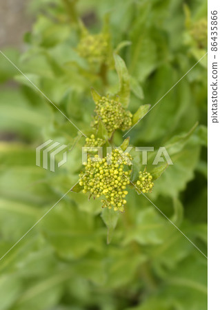 Turkish rocket 86435866