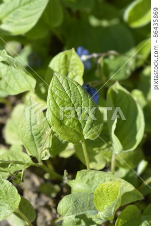 Blue-eyed Mary 86435869