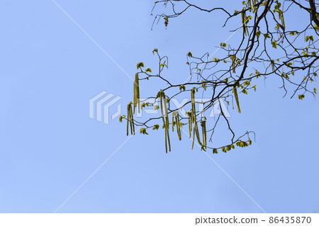 European hop hornbeam 86435870