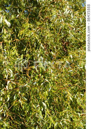 Dragons claw willow 86435888