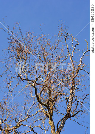 Dragons claw willow 86435889