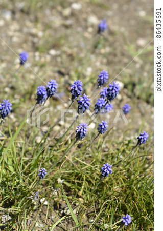 Common grape hyacinth 86435891