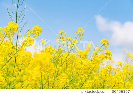 Blue sky and rape field 86436507