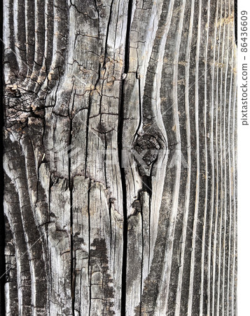 Facial expression of a dry old tree 86436609