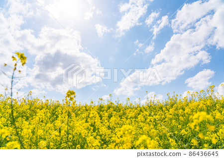 Blue sky and rape field Blue sky and rape field 86436645