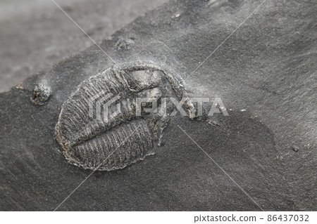 Elrathia Kingii Trilobite fossil 86437032