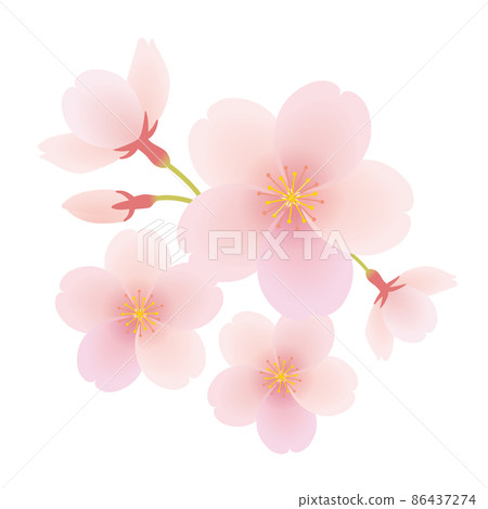 Cherry blossom petals illustration 86437274