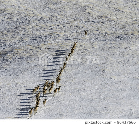 Migrating herd of wild sheep - argali in the snowy mountain steppes. Migrating herd of wild sheep - argali in the snowy mountain steppes. 86437660