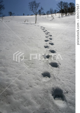 Traces of large bear on spring melting snow with crust of ice. 86437667