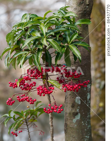 Manryo that bears red fruits Manryo that bears red fruits 86437770