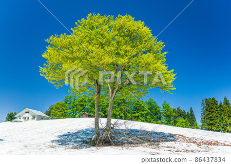 余雪藍天碧綠 86437834