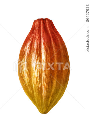 Cacao Fruit Cacao Pod Illustration Real 86437938