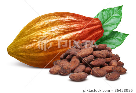 可可果可可豆莢插圖真實套裝 可可果可可豆莢插圖真實套裝 86438056