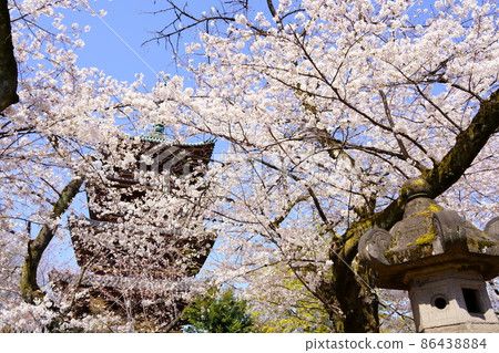 舊金永寺五層塔和盛開的櫻花（東京都台東區上野公園） 86438884