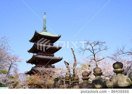Former Kanei-ji Five-storied Pagoda and Cherry Blossoms in Full Bloom (Ueno Park, Taito-ku, Tokyo) 86438888