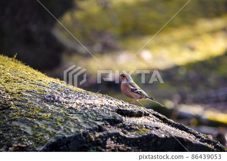 Chaffinch perching on a mossy windthrow 86439053