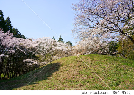 姬塚櫻花的芝山小峰峰(千葉縣山武郡橫芝三町) 姬塚櫻花的芝山小峰峰(千葉縣山武郡橫芝三町) 86439592