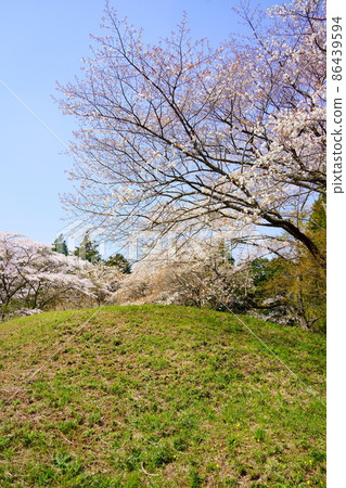 姬塚櫻花的芝山小峰峰(千葉縣山武郡橫芝三町) 姬塚櫻花的芝山小峰峰(千葉縣山武郡橫芝三町) 86439594
