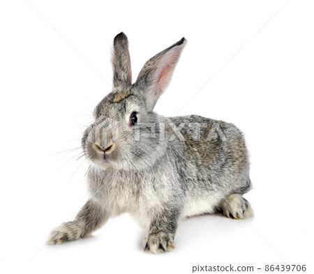 rabbit Gris de Touraine 86439706