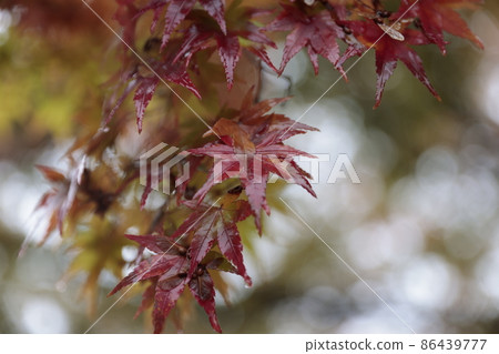 Autumn leaves that collect water droplets in the rain Autumn leaves that collect water droplets in the rain 86439777