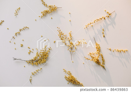floral pattern of mimosa flowers on white backdrop. Copy space. Floral frame. 86439863
