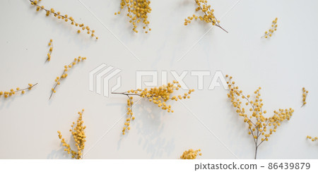 floral pattern of mimosa flowers on white backdrop. Copy space. Floral frame. floral pattern of mimosa flowers on white backdrop. Copy space. Floral frame. 86439879