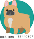 French bulldog 86440397