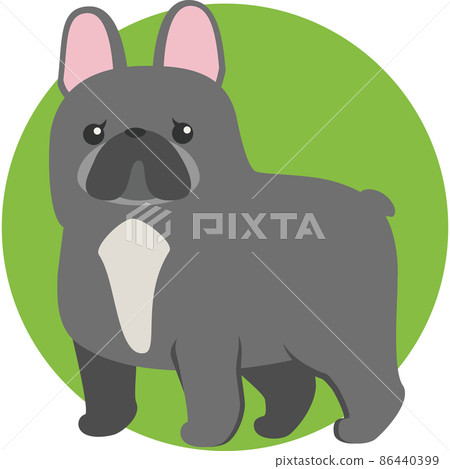 French bulldog French bulldog 86440399