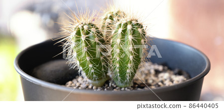 small Cactus plant grown in pots 86440405