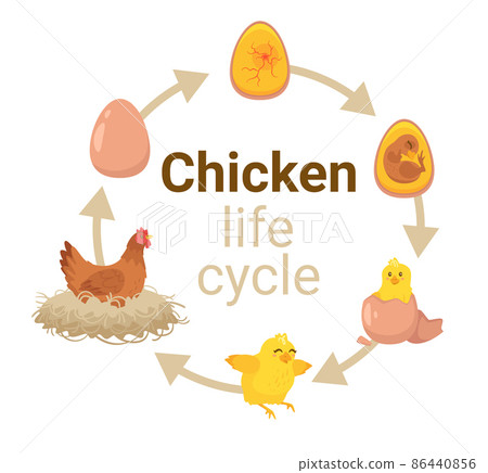 Kids educational scheme of the hatching process. Kids educational scheme of the hatching process. 86440856