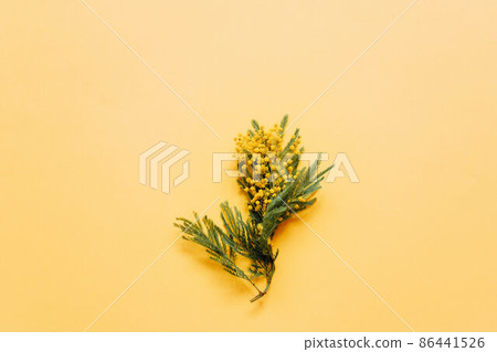 Blooming mimosa plant with yellow flowers on yellow paper background 86441526
