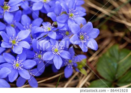 Liverwort spring flowers macro 86441928