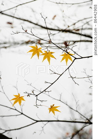 Five yellow maple leaves hanging like stars at the ends of bare branches Five yellow maple leaves hanging like stars at the ends of bare branches 86442908