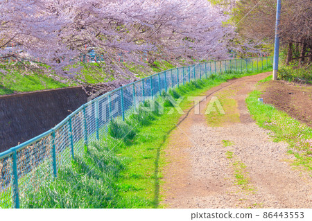 A row of cherry blossom trees in Higashikawa 86443553