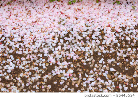 Many cherry blossom petals that fell to the ground 86443554