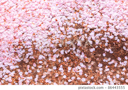 Many cherry blossom petals that fell to the ground Many cherry blossom petals that fell to the ground 86443555