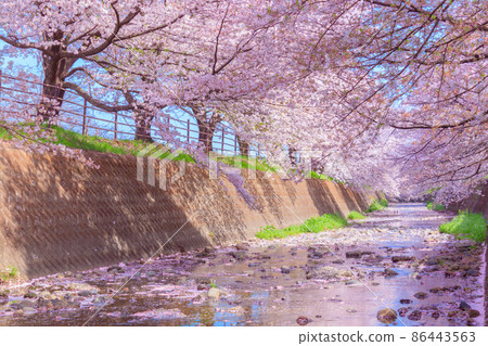 A row of cherry blossom trees in full bloom seen from the banks of Higashikawa 86443563