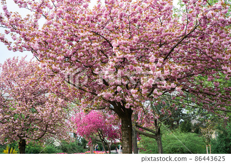 Beautiful bink sakura tree in blossom during spring time in a park. Natural backgorund 86443625